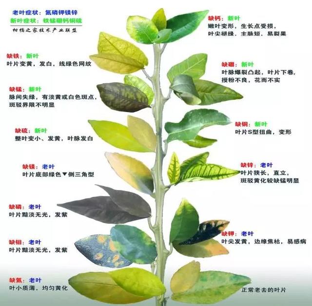 柑橘黄叶病怎么治?总之先别忙着砍!
