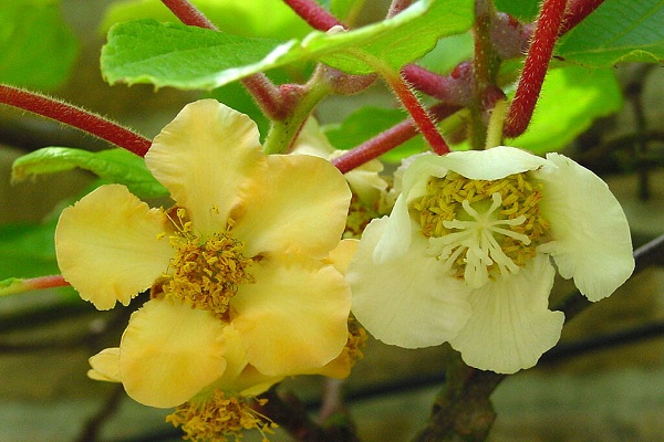 猕猴桃树公母花朵对比