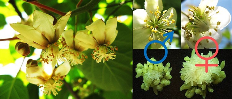 猕猴桃树公母花朵对比