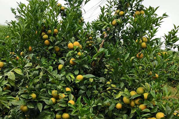 沃柑属于高产树，盛产期果树株产量可达100-200斤，所以需要进行撑果工作，防止树体开叉、变形