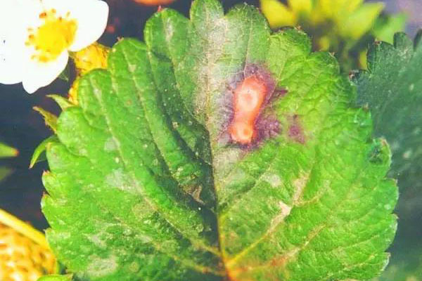 草莓叶斑病，也被叫做“蛇眼病”，最主要特诊是在受害部位出现圆形病斑，病斑边缘为紫红色，而中心为灰白色。