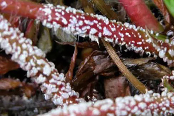 上图为草莓黏菌病，病菌入侵导致草莓的茎杆表面出现白色液体，影响正常的呼吸作用