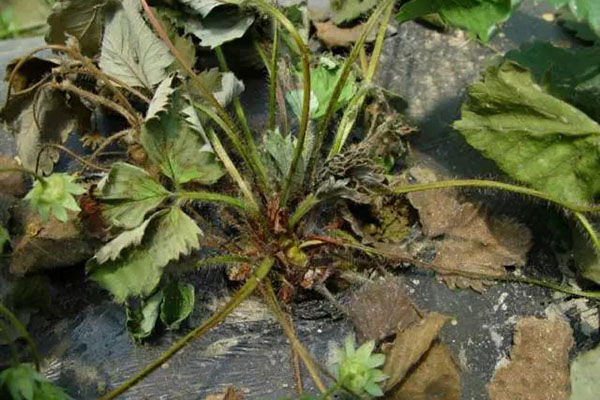 草莓青枯病造成的植株死亡