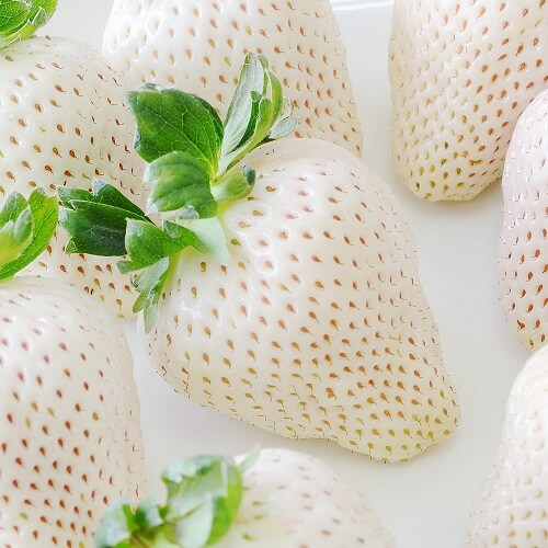 日本白草莓