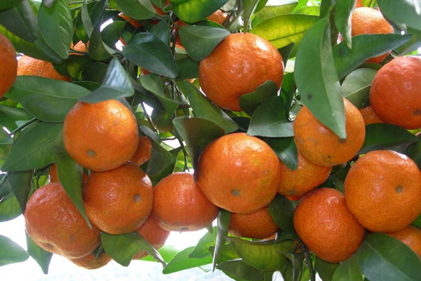 默科特柑橘