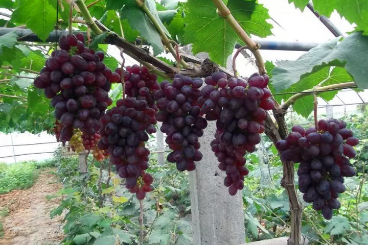 黑巴拉多葡萄