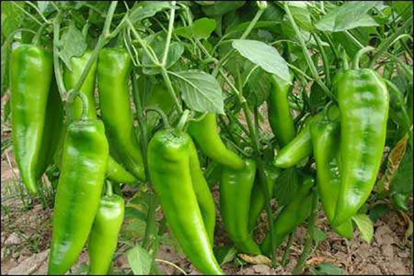 辣椒的种植技术