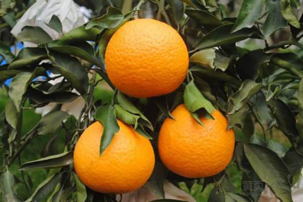 清见柑橘