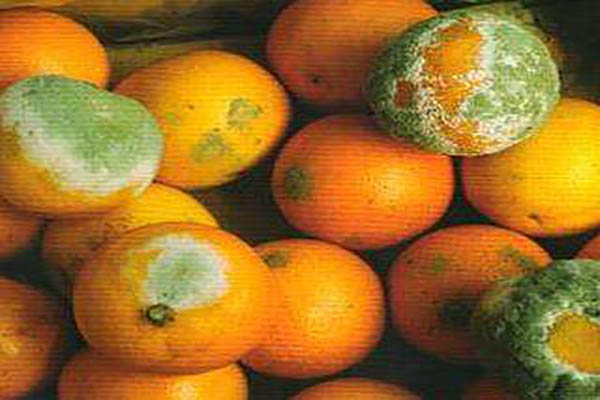 柑橘青霉病