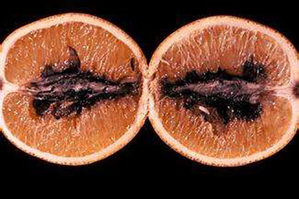 柑橘黑腐病