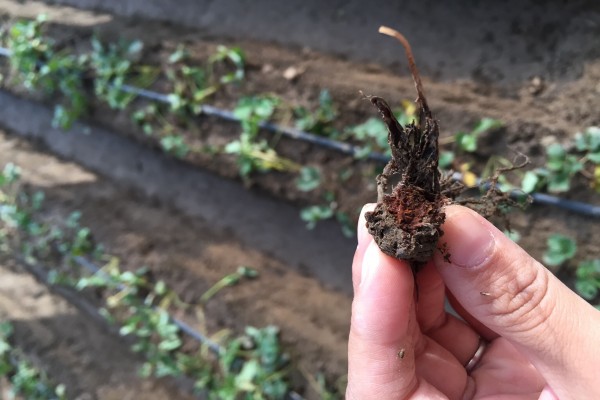 草莓根腐病防治方法