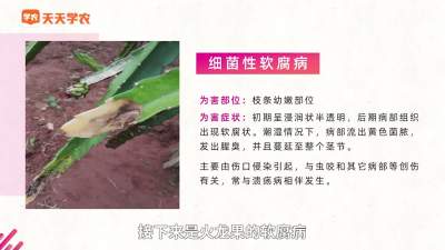 火龙果&ldquo;软腐病&rdquo;的防治