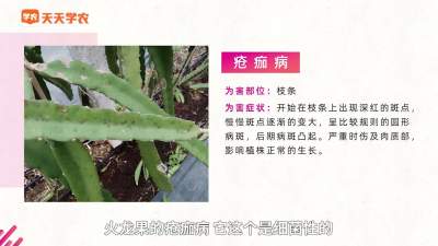 火龙果&ldquo;疮痂病&rdquo;的防治