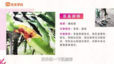 火龙果&ldquo;茎基腐病&rdquo;的防治