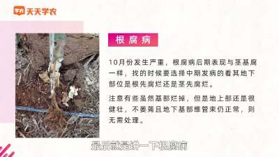 火龙果&ldquo;根腐病&rdquo;的防治