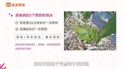 火龙果&ldquo;溃疡病&rdquo;的防治（下）
