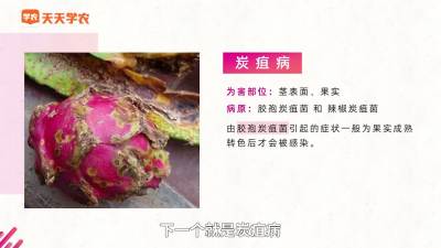 火龙果&ldquo;炭疽病&rdquo;的防治