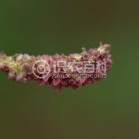 柑橘黄叶症状示例0