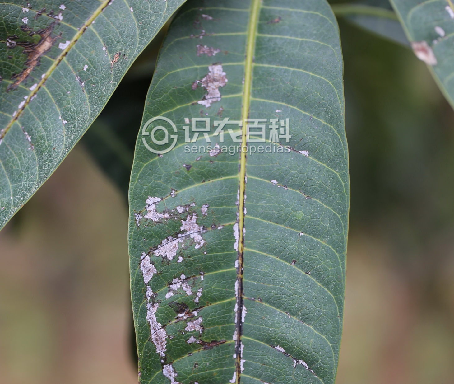 柑橘黄叶症状示例1