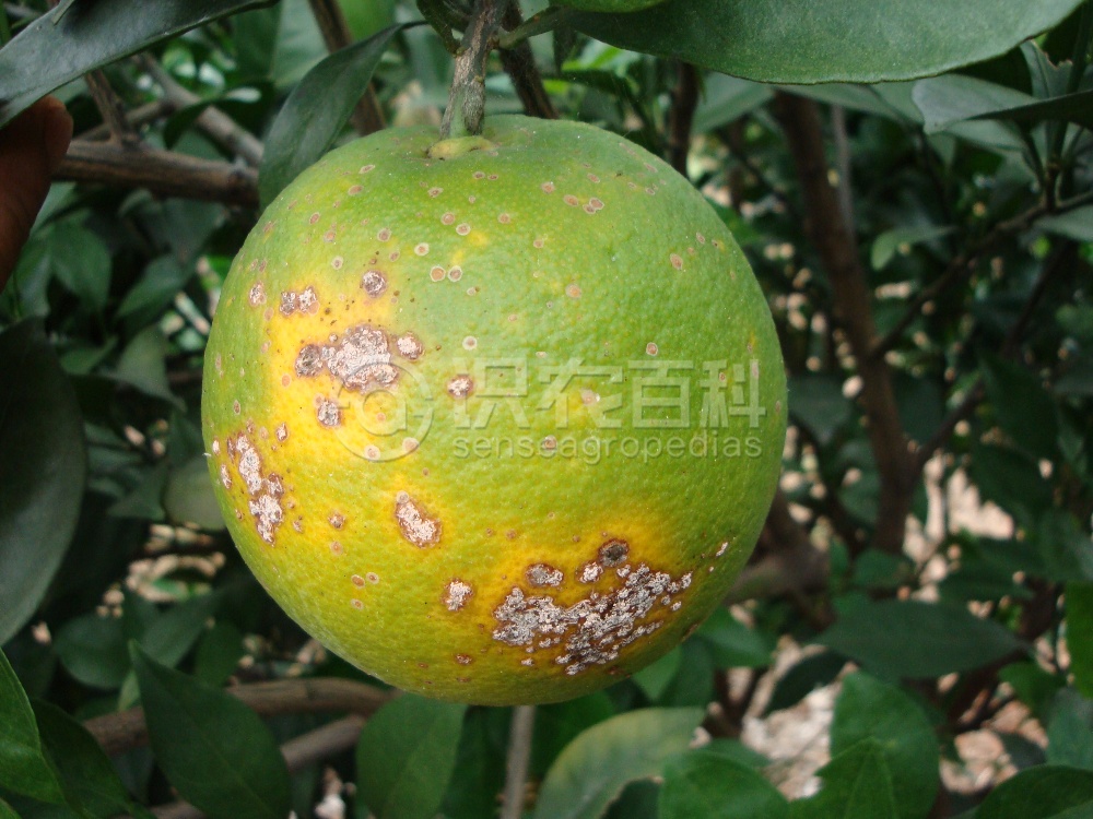 柑橘黄叶症状示例5