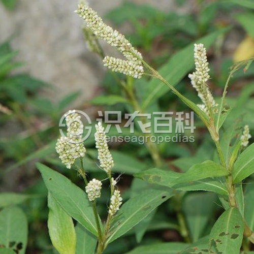 柑橘黄叶症状示例2