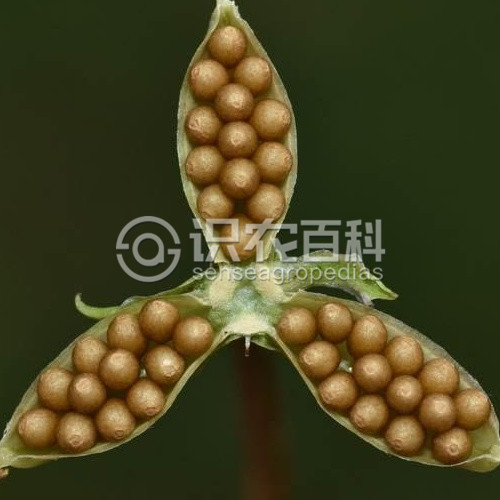 柑橘黄叶症状示例5