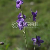 柑橘黄叶症状示例0