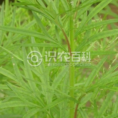 红足蒿
