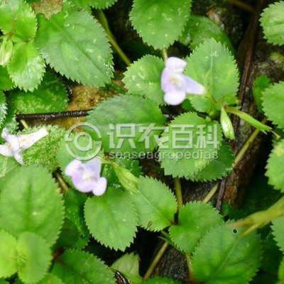 旱田草
