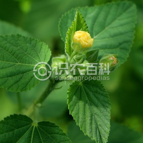 柑橘黄叶症状示例2