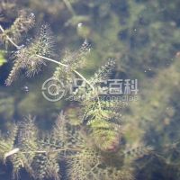 柑橘黄叶症状示例0