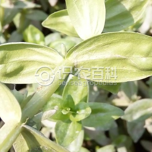 柑橘黄叶症状示例1