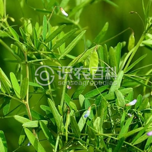 柑橘黄叶症状示例1