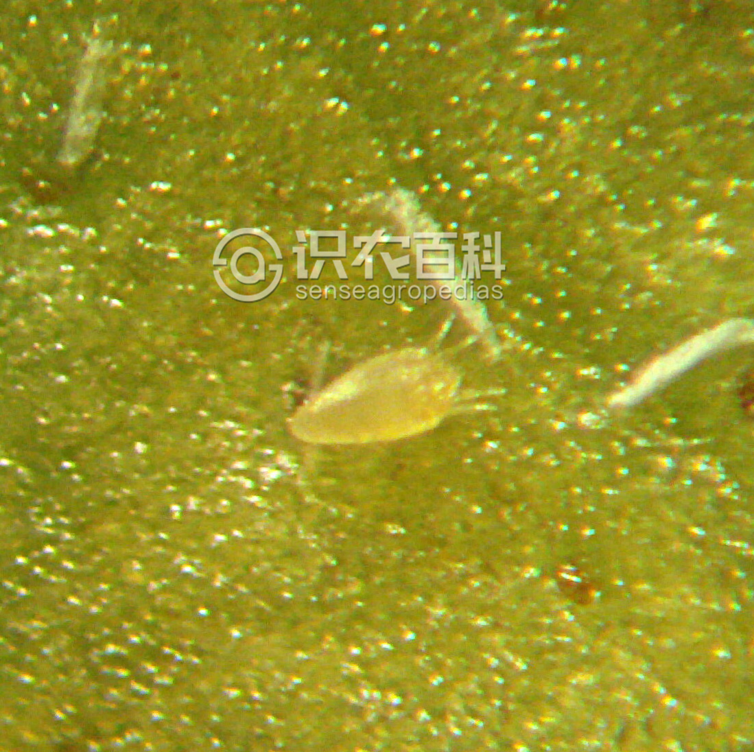 柑橘黄叶症状示例1