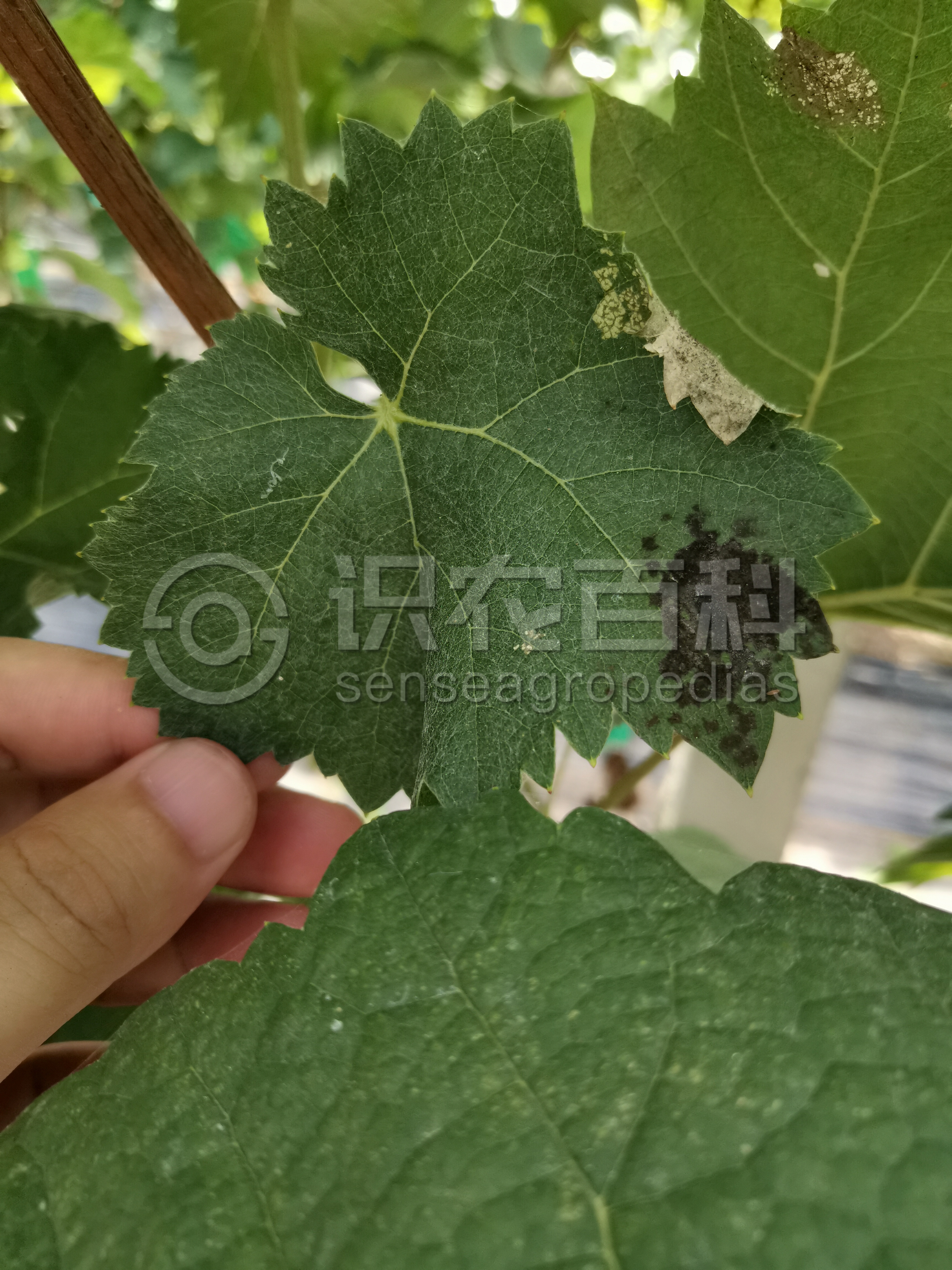 柑橘黄叶症状示例4
