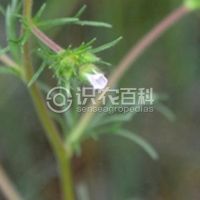 柑橘黄叶症状示例0