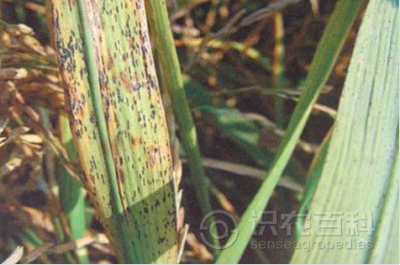 稻叶黑肿病