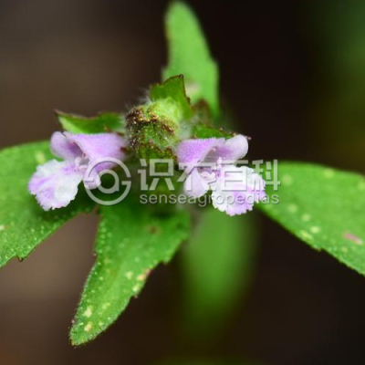 石香薷