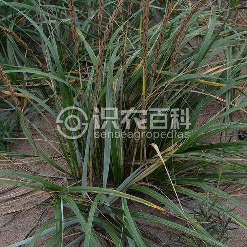 柑橘黄叶症状示例2