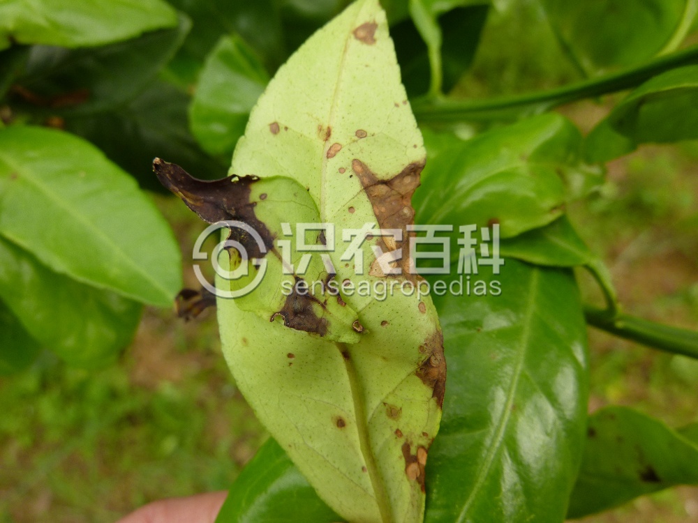 柑橘黄叶症状示例2