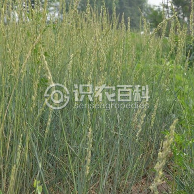 羊草
