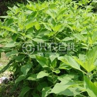 柑橘黄叶症状示例0
