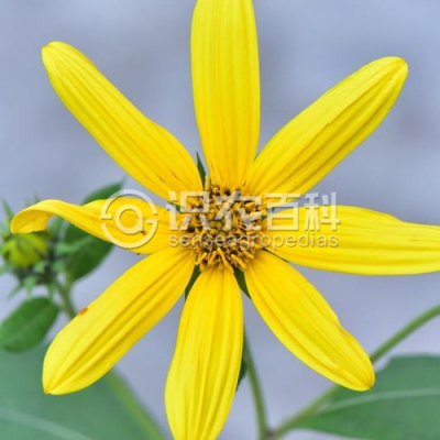 菊芋