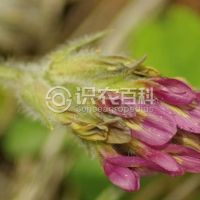 柑橘黄叶症状示例0