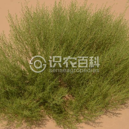 柑橘黄叶症状示例1