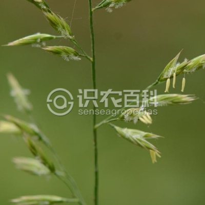 素羊茅