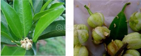 柑橘黄叶症状示例3