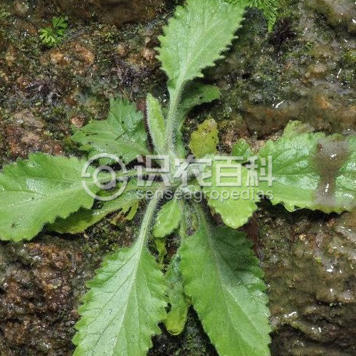 柑橘黄叶症状示例3