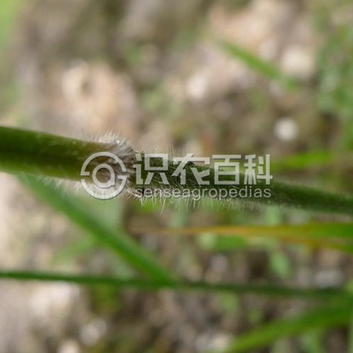柑橘黄叶症状示例1