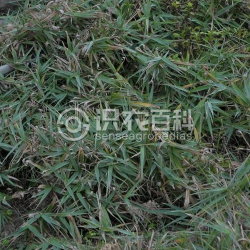柑橘黄叶症状示例1